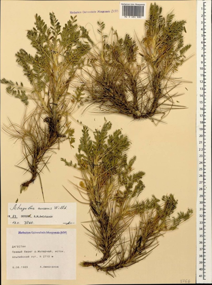 Зайцегуб опьяняющий трава