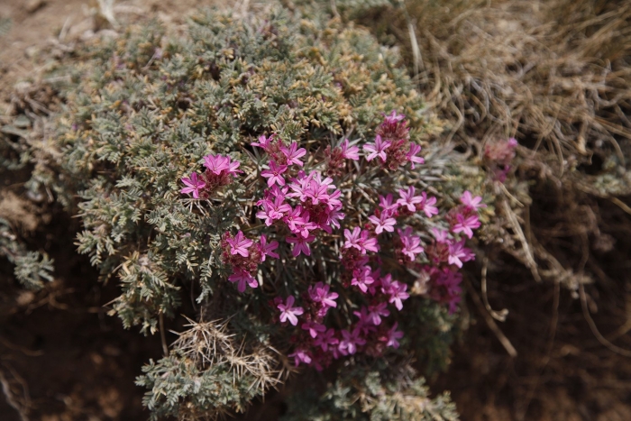 Coridothymus capitatus