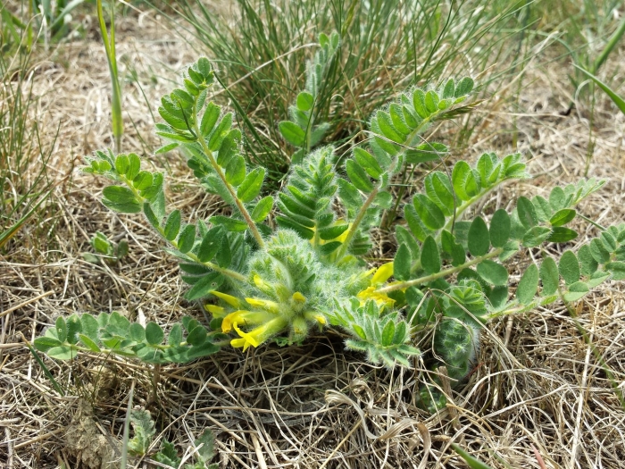 Астрагал трава