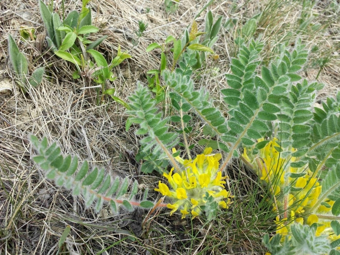 Трава астрагал шерстистоцветковый