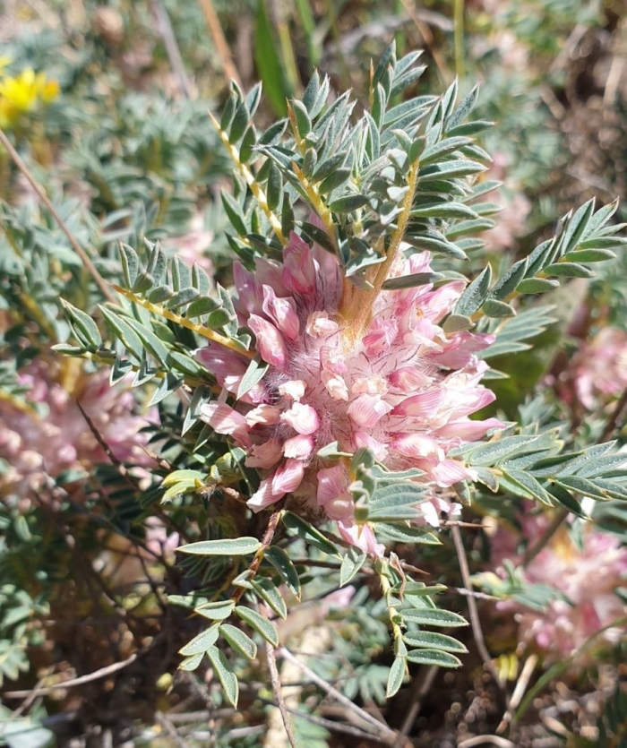 Астрагал трагакантовый