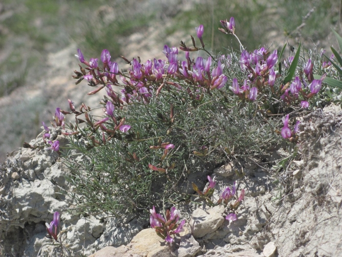 Astragalus subuliformis