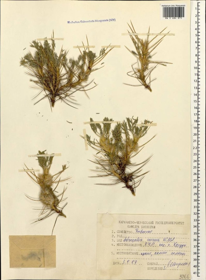 Астраканта колючковая