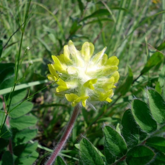 Астрагал шерстистоцветковый