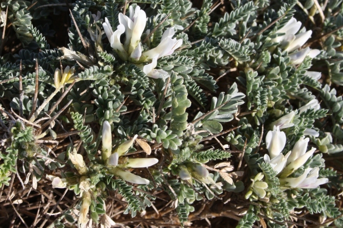 Астрагал цингера