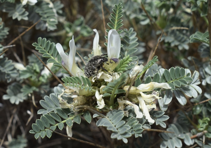 Astragalus rupifragus