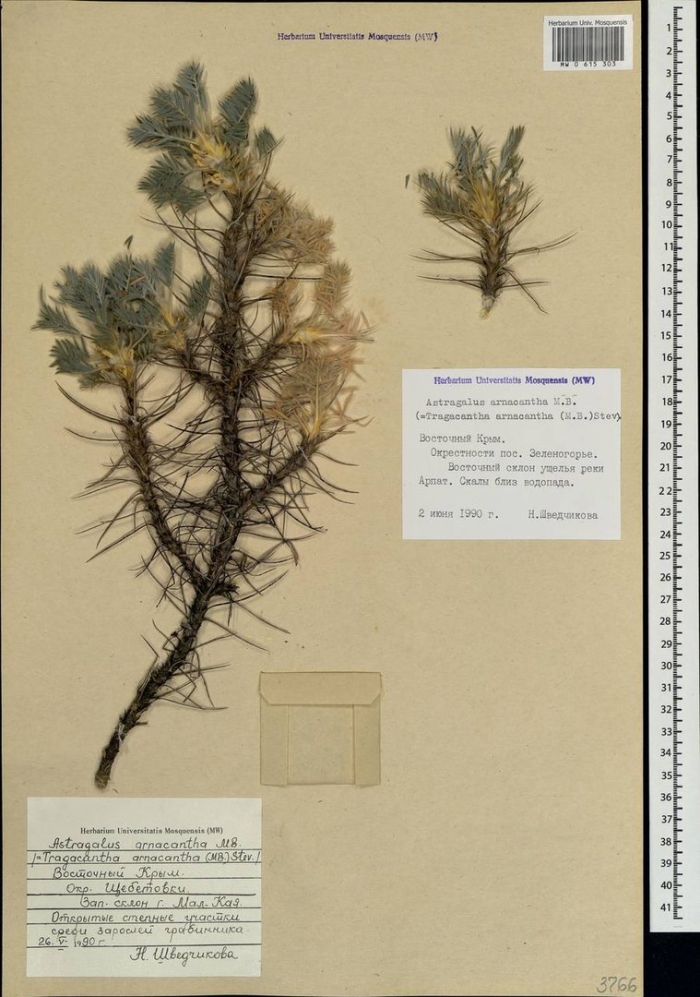 Astracantha arnacantha