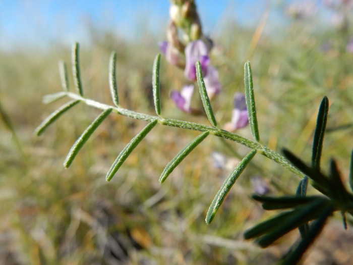 Astragalus flexuosus