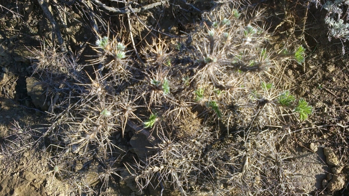 Астрагал колючковый