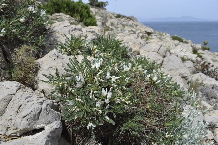 Astragalus testiculatus