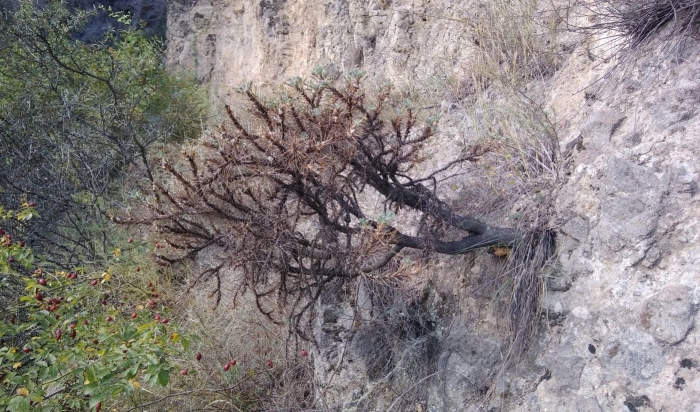 Cylindropuntia versicolor