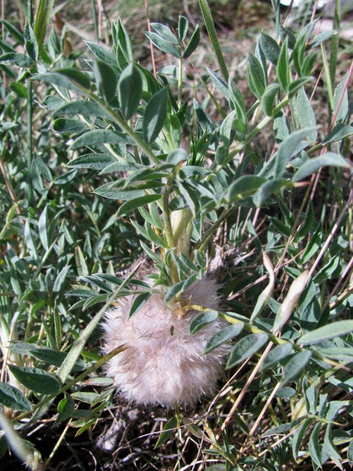 Astracantha pterocephala