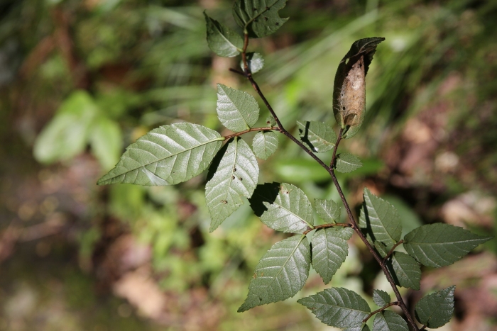 Ulmus davidiana var japonica