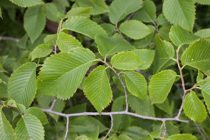 Ulmus rubra