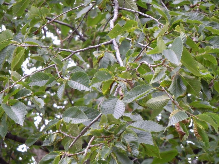 Вяз гладкий ulmus laevis