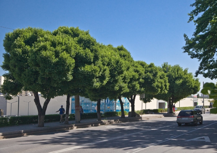 Вяз андросова