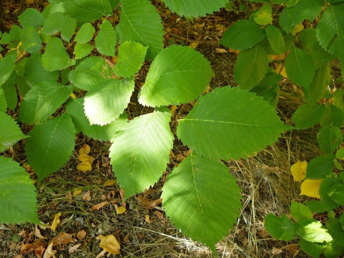 Вяз приземистый ulmus pumila