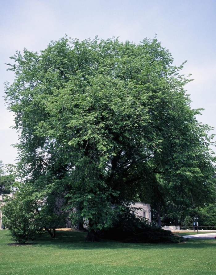 Ulmus americana