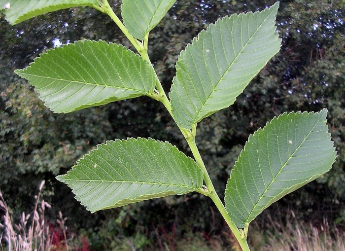 Ulmus elliptica