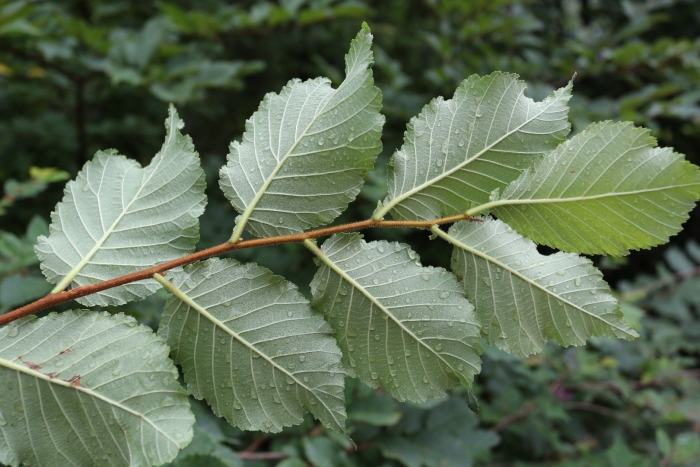 Вяз приземистый