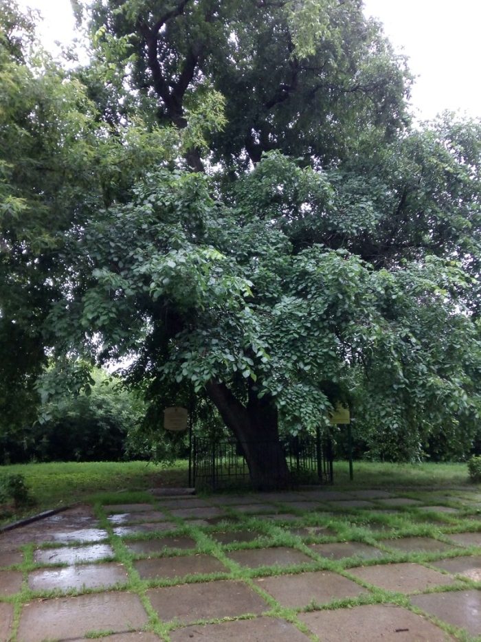 Москва парк коломенское дубовая роща