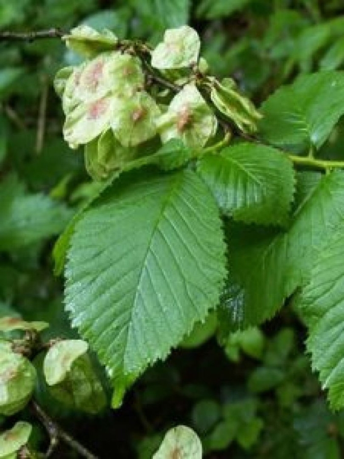 Ulmus minor 'suberosa'