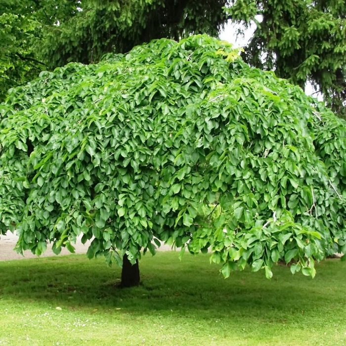 Вяз шершавый пендула