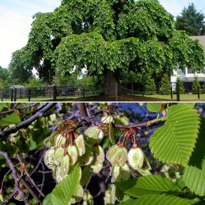 Вяз гладкий