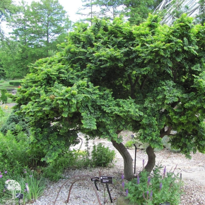 Ulmus jacqueline hillier