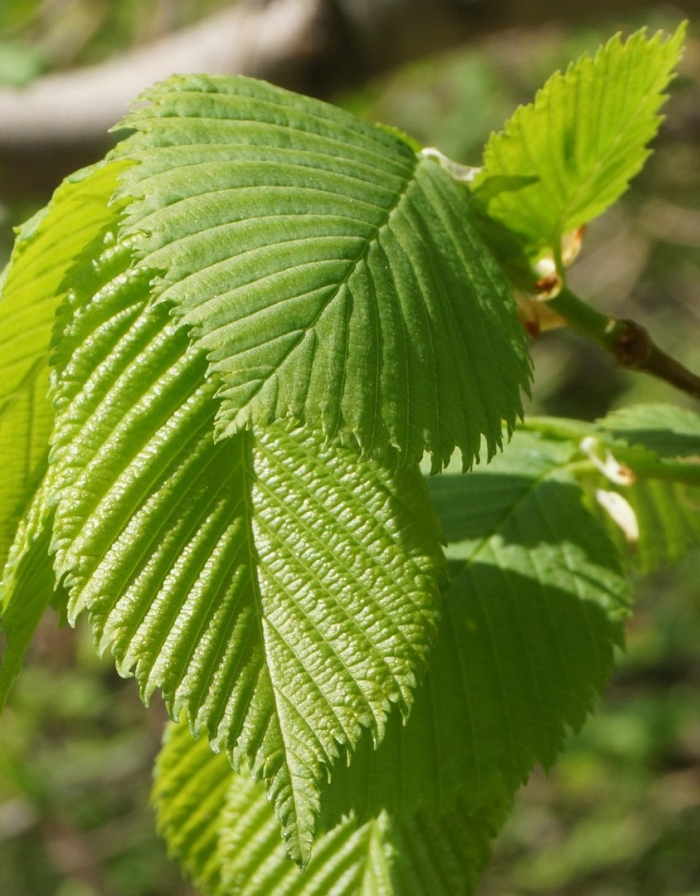 Ulmus glabra