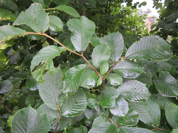 Граб обыкновенный carpinus betulus