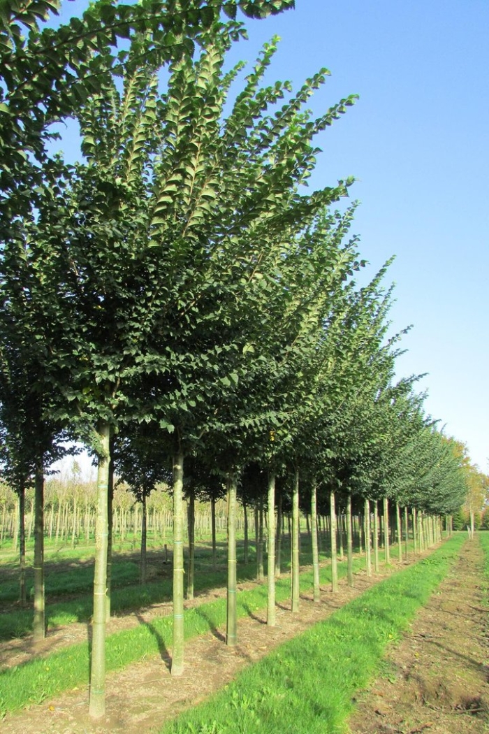 Ulmus 'lobel'