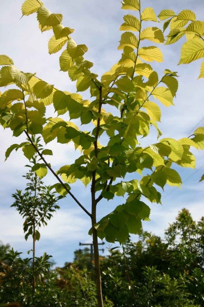 Ulmus glabra lutescens