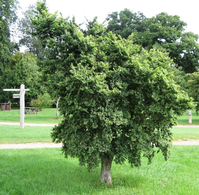 Вяз малый (ulmus minor)