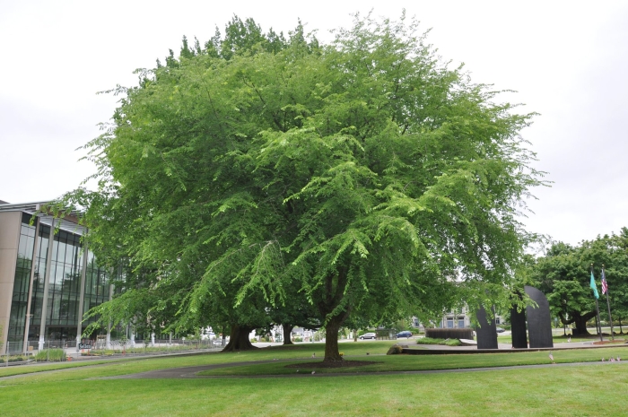 Вяз узколистный