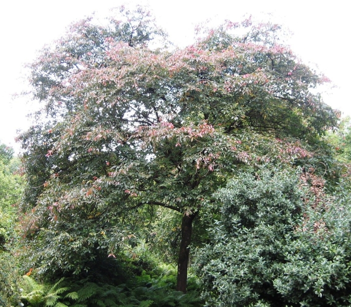 Вяз японский (ulmus japonica)
