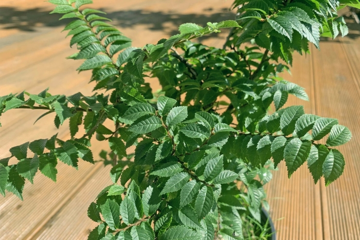 Вяз малый jacqueline hillier