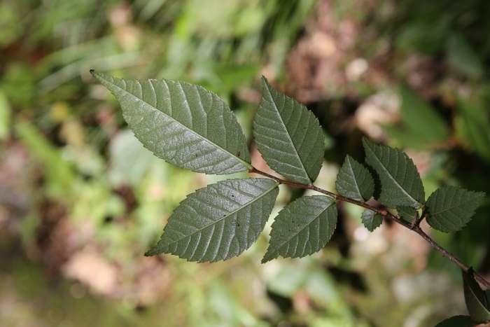 Ulmus japonica