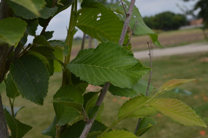 Вяз додоенс