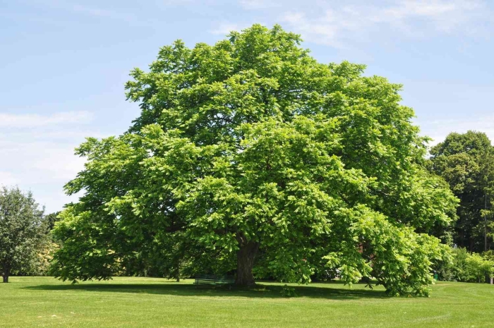 Орех серый juglans cinerea