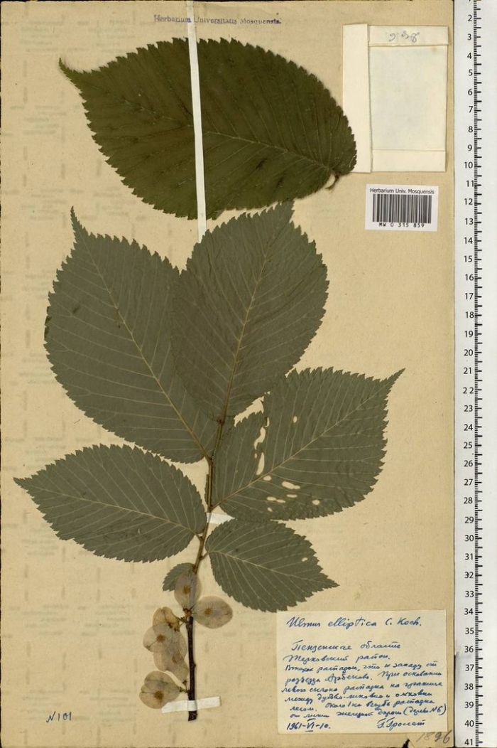 Вяз шершавый (ulmus glabra)