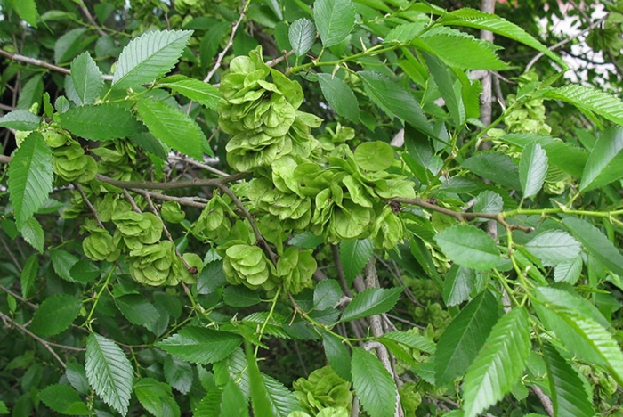 Вяз приземистый ulmus pumila