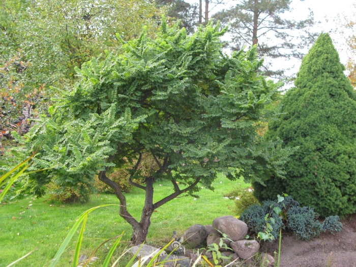 Вяз малый жаклин хилье