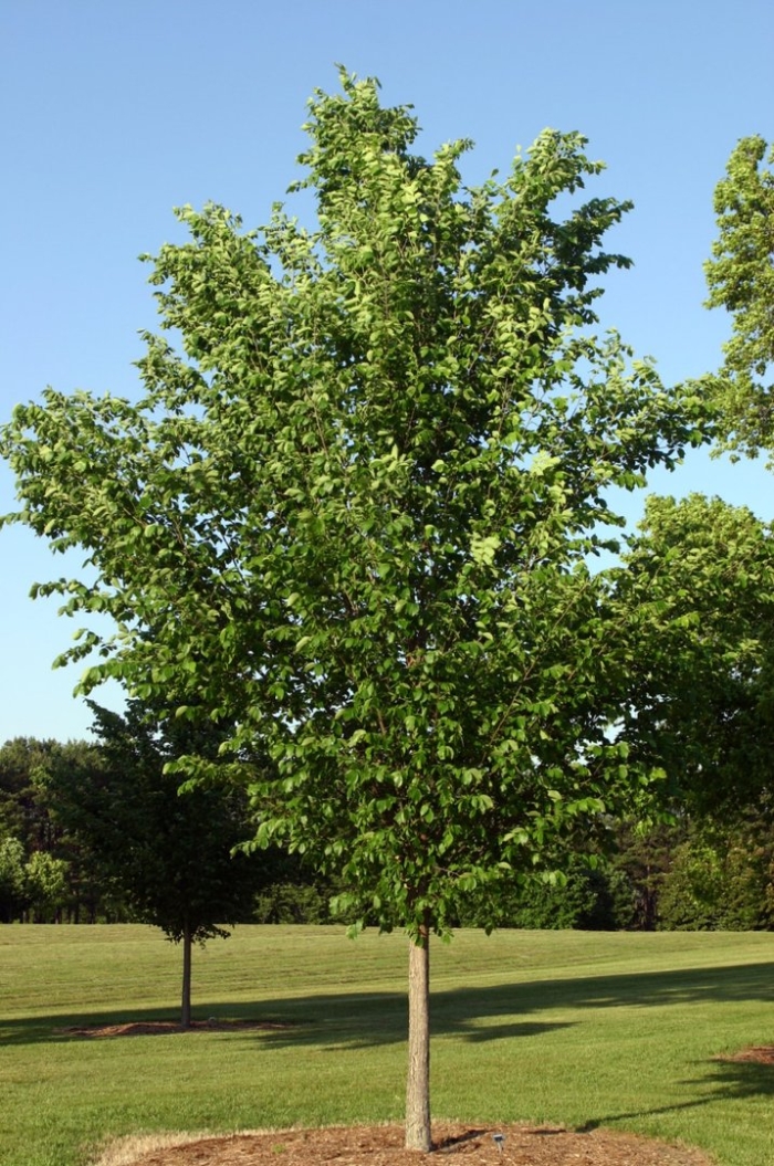 Ulmus americana princeton