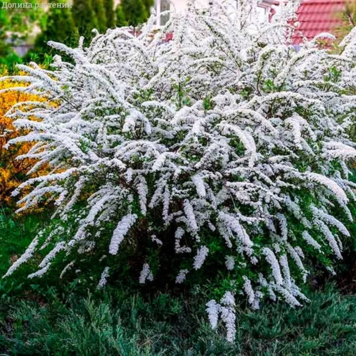 Спирея серая грефшейм