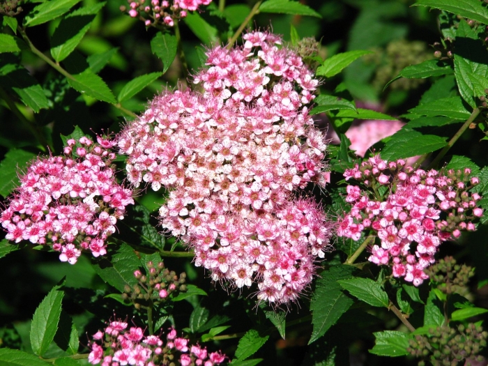 Спирея бумальда spiraea bumalda