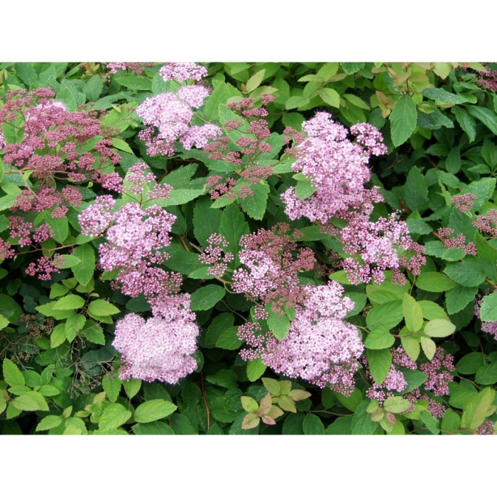 Спирея оденсала