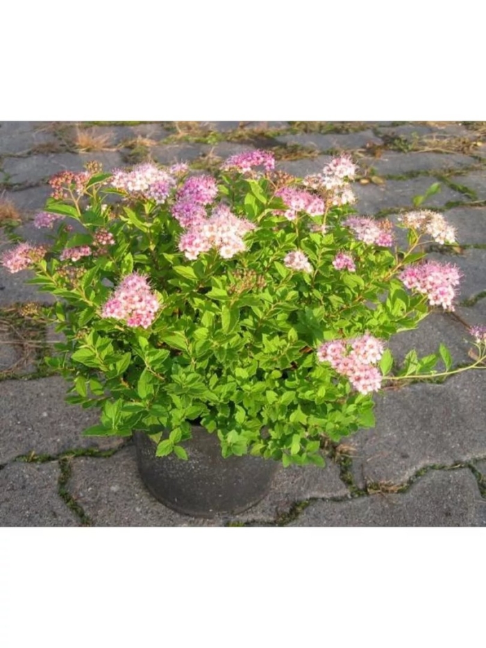 Спирея little princess