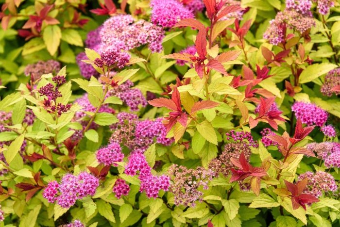 Спирея японская spiraea japonica