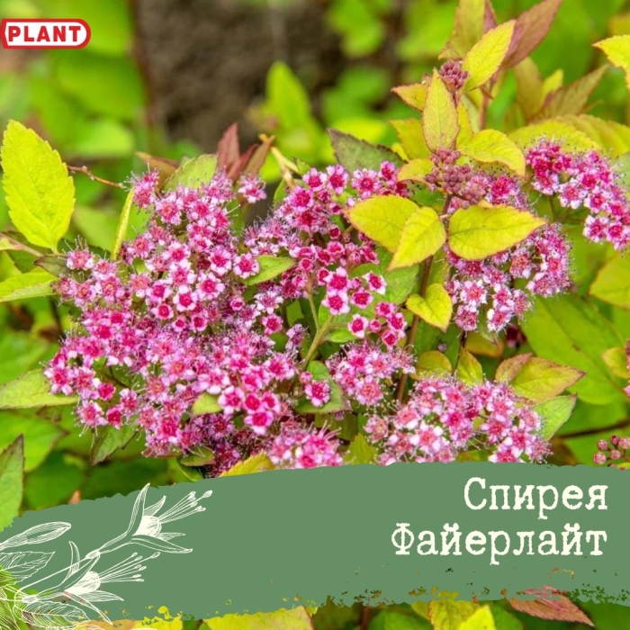 Спирея японская файерлайт